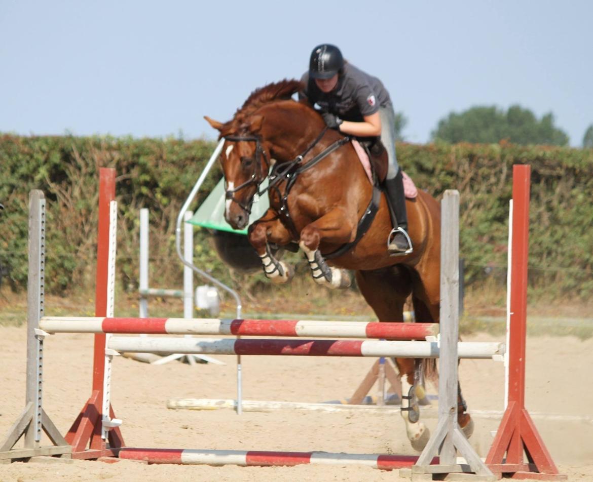 Dansk Varmblod Monique billede 3