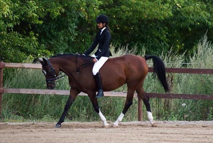 Arabisk fuldblod (OX) Khiara aw billede 22