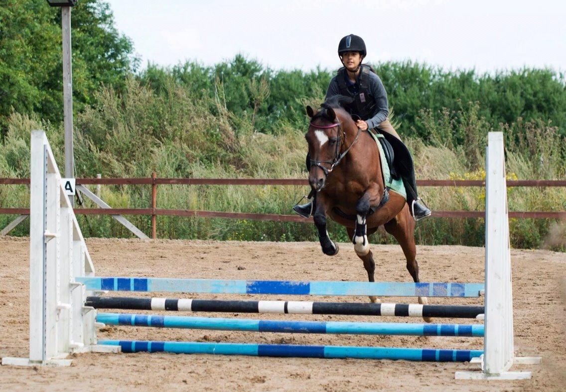 Arabisk fuldblod (OX) Khiara aw billede 24