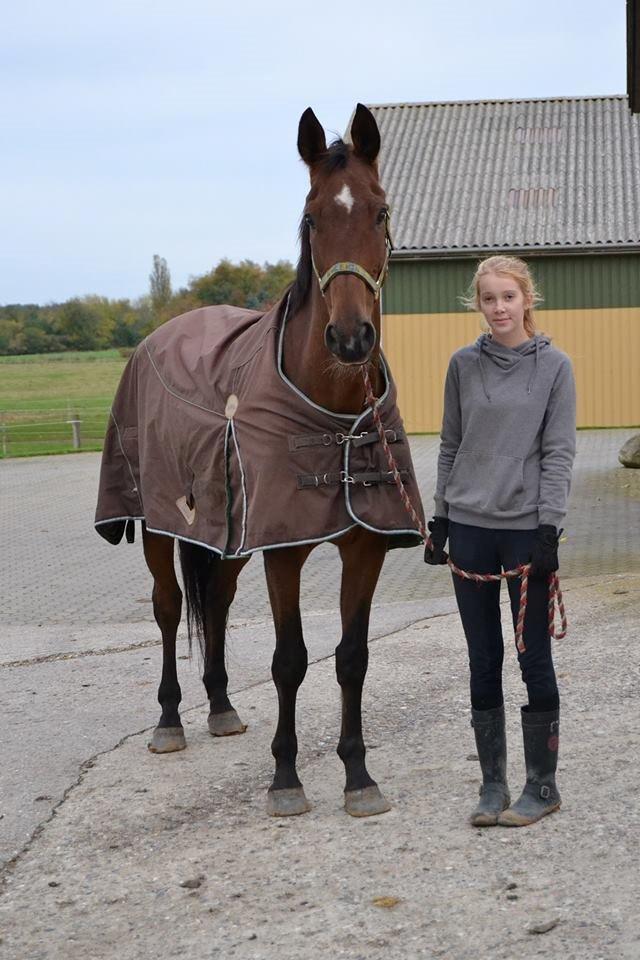 Dansk Varmblod Harlekin - Dagen efter jeg havde købt Harlekin <3 billede 3