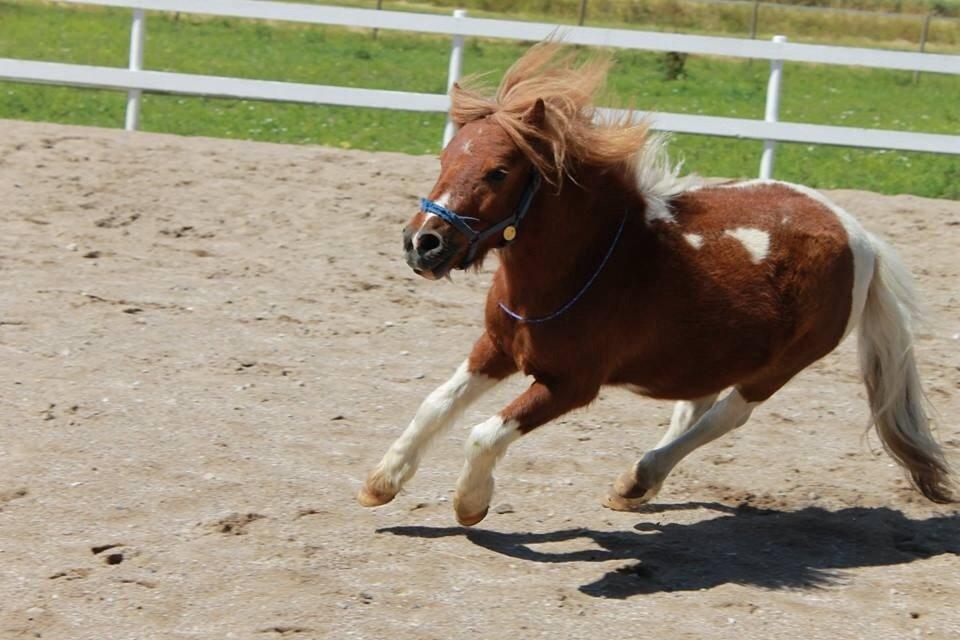 Shetlænder Come on {Tidl. Pony} (passer ham nu) billede 8