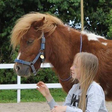 Shetlænder Come on {Tidl. Pony} (passer ham nu) billede 20