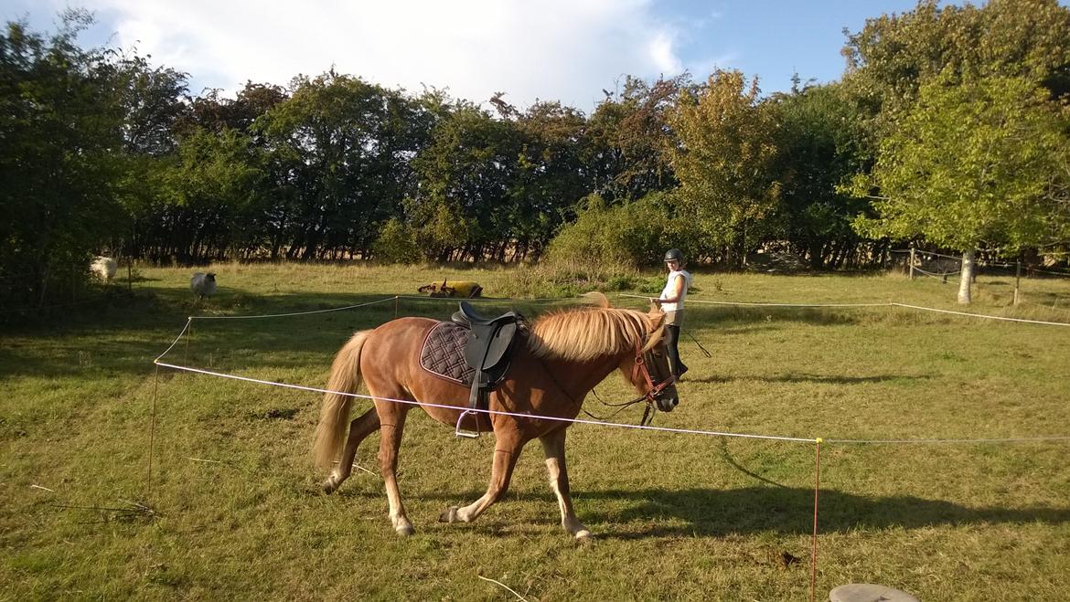 Islænder Iða fra Vindbyholt billede 19