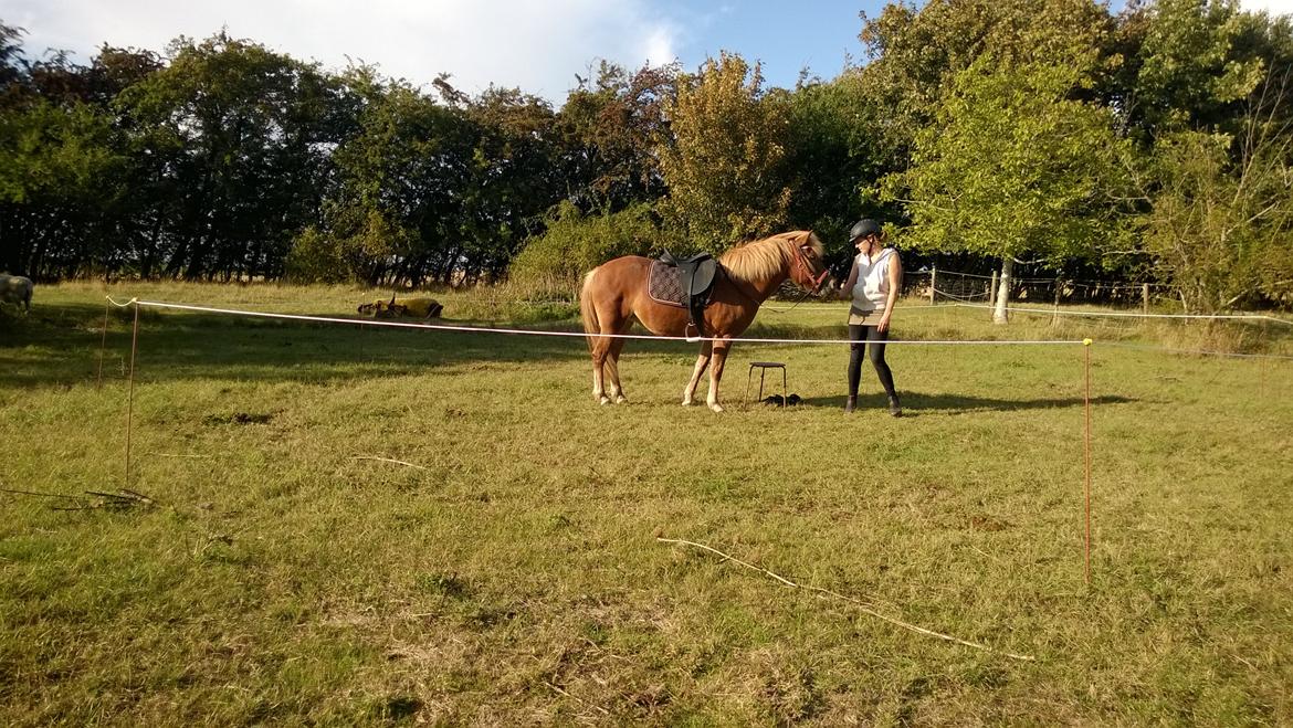 Islænder Iða fra Vindbyholt billede 21