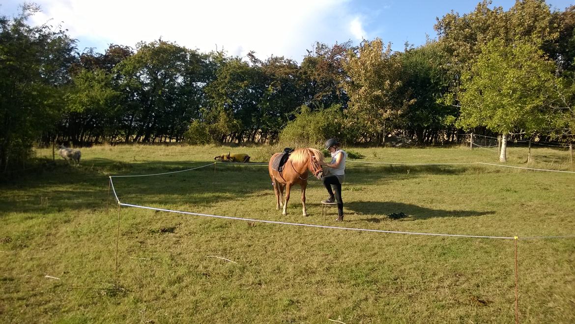 Islænder Iða fra Vindbyholt billede 27