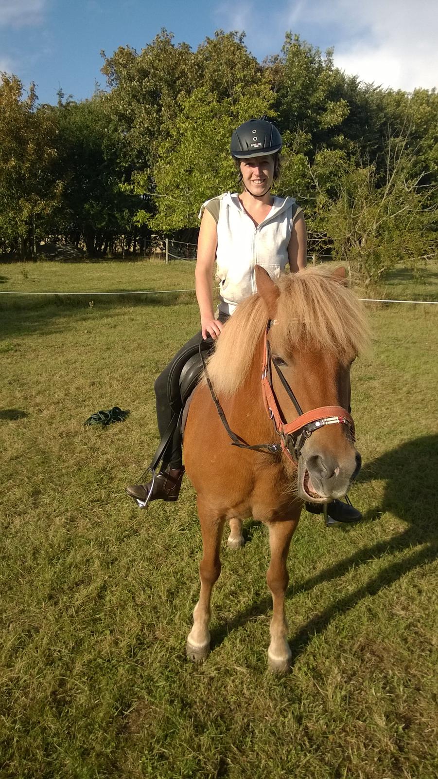 Islænder Iða fra Vindbyholt billede 22