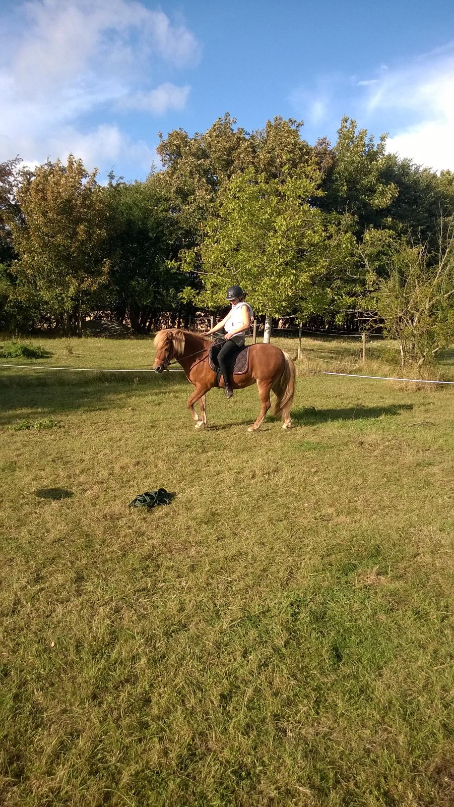 Islænder Iða fra Vindbyholt billede 23