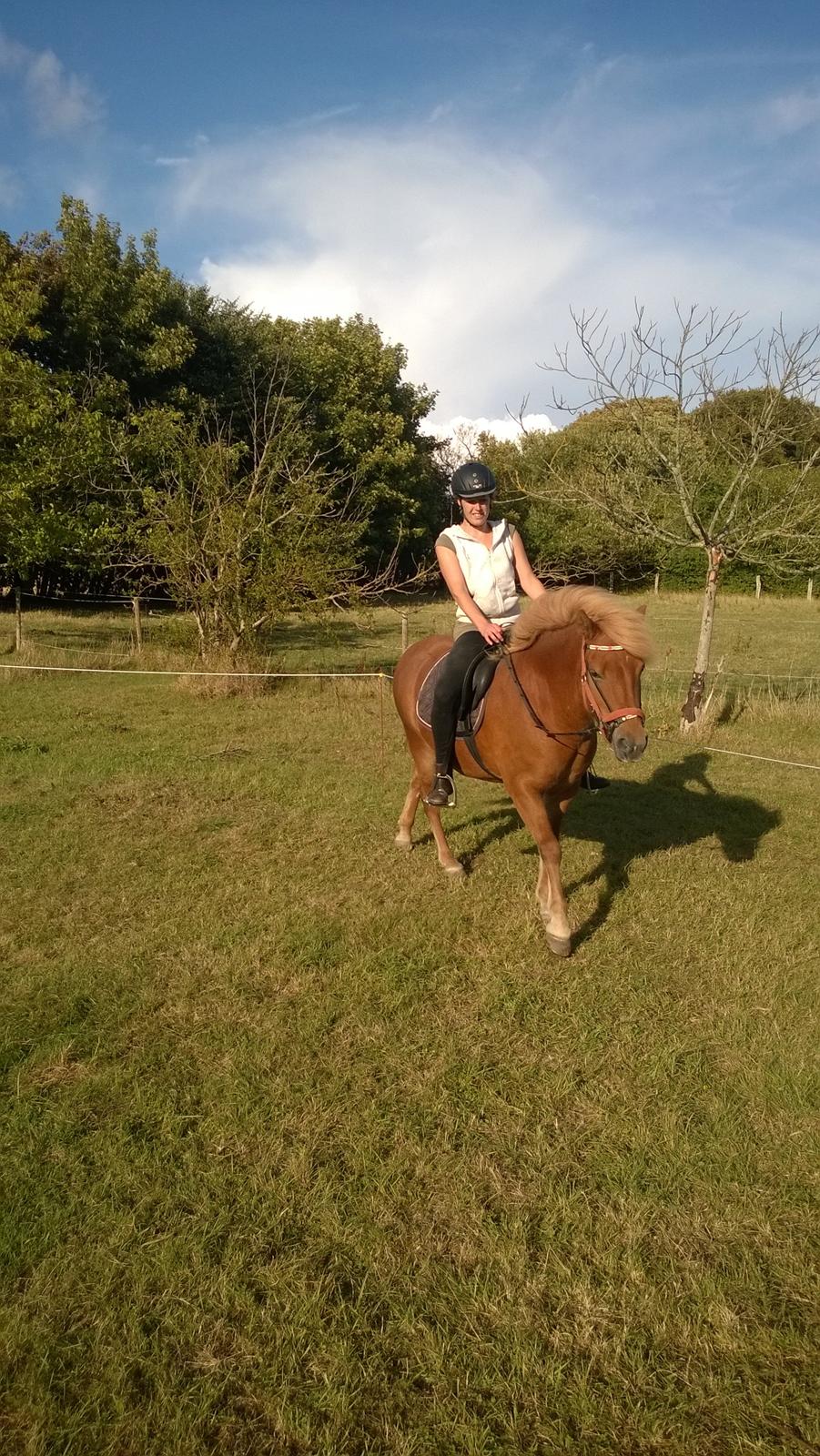 Islænder Iða fra Vindbyholt billede 24