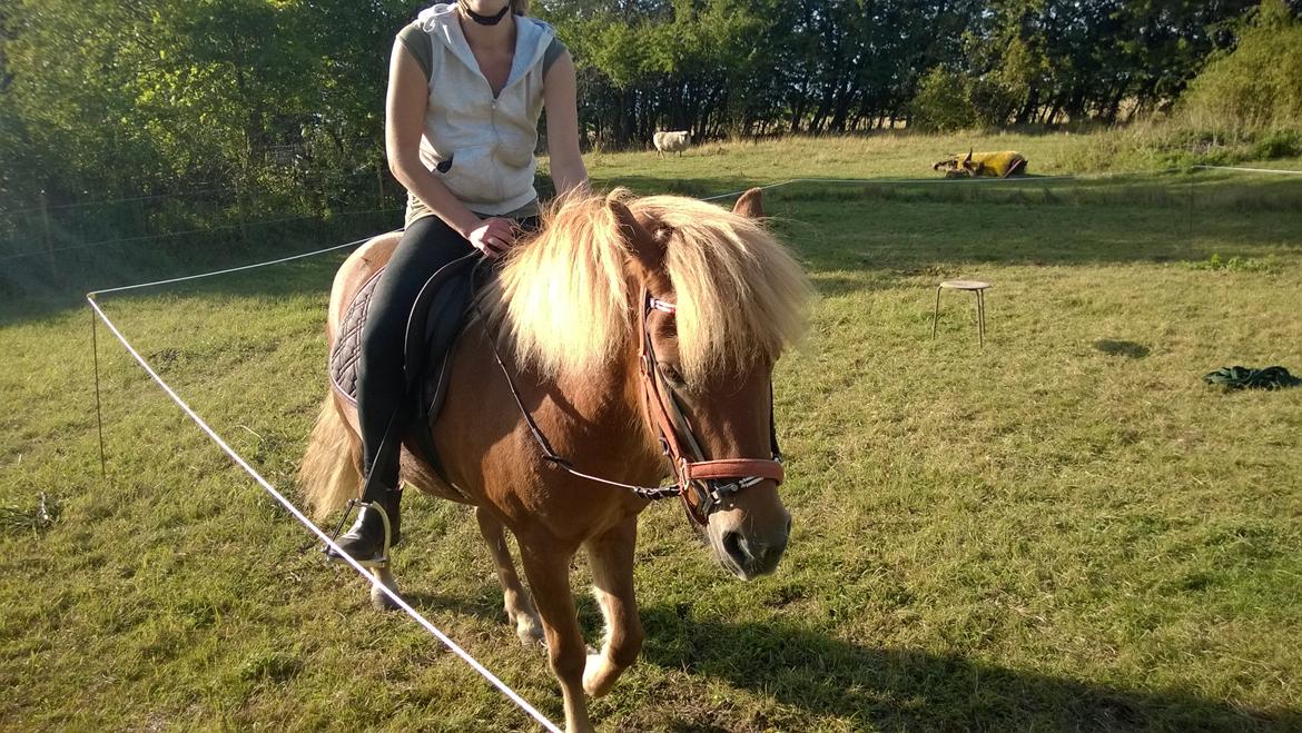 Islænder Iða fra Vindbyholt billede 26