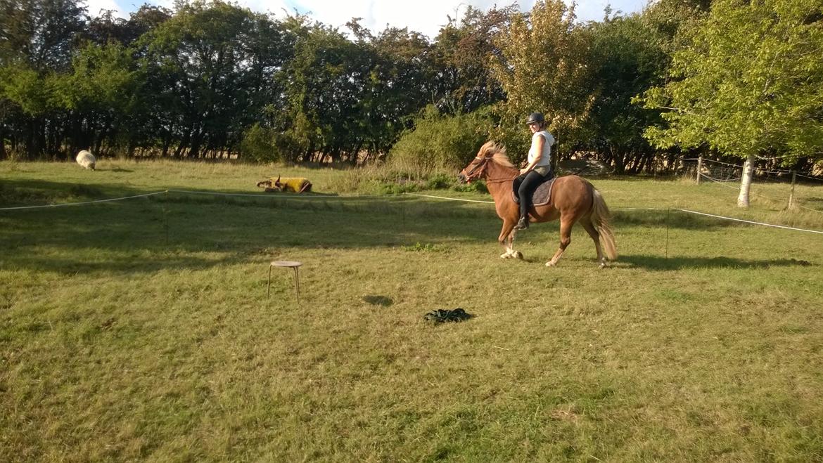 Islænder Iða fra Vindbyholt billede 28