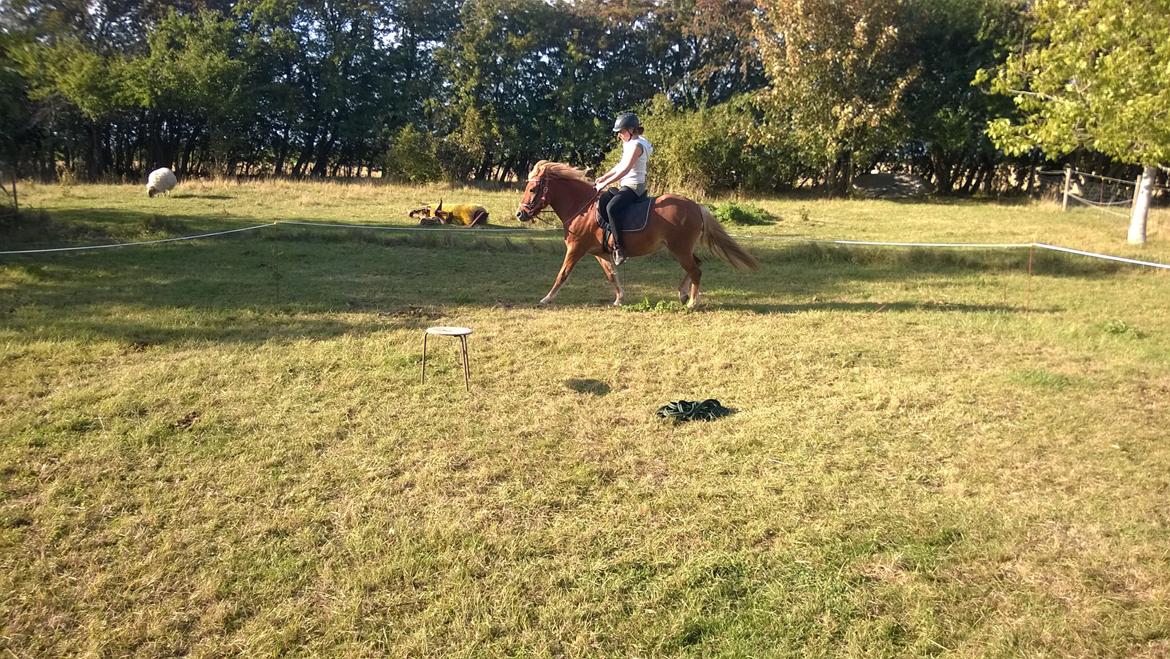 Islænder Iða fra Vindbyholt billede 25