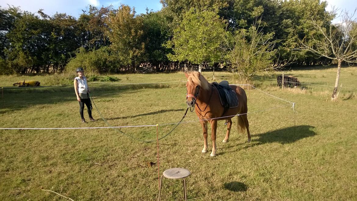 Islænder Iða fra Vindbyholt billede 20