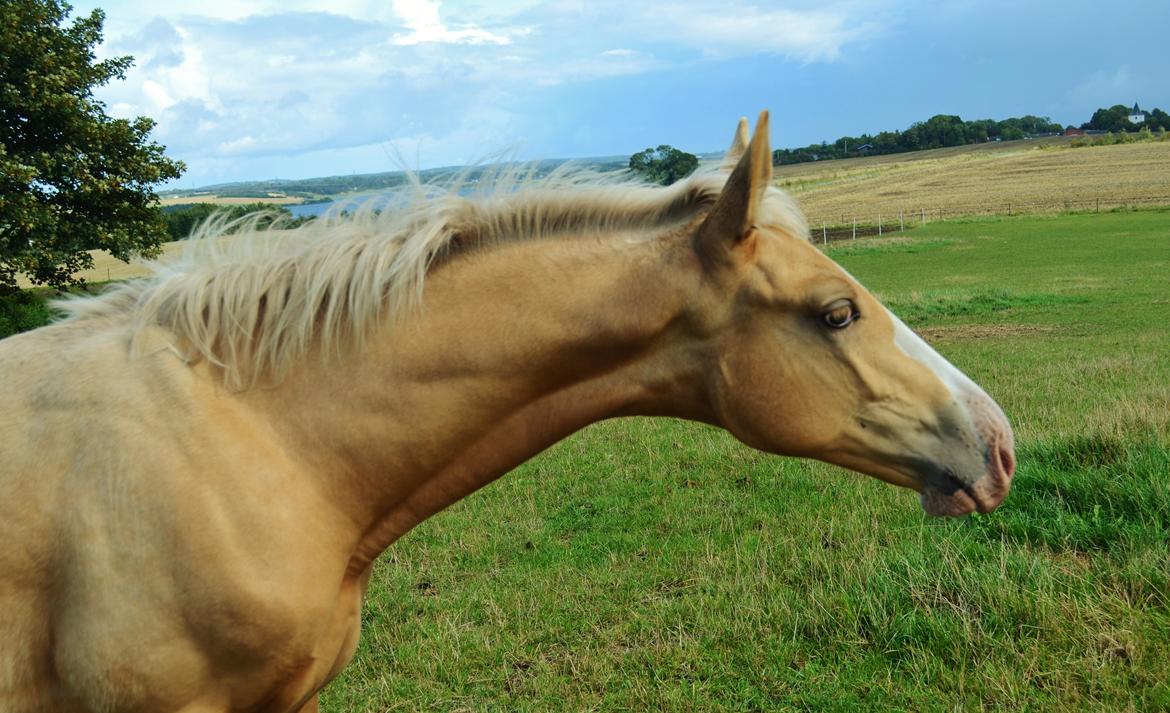 Palomino Stensgaardens Copyright billede 10