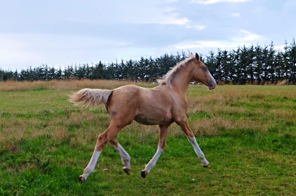 Palomino Stensgaardens Copyright billede 15