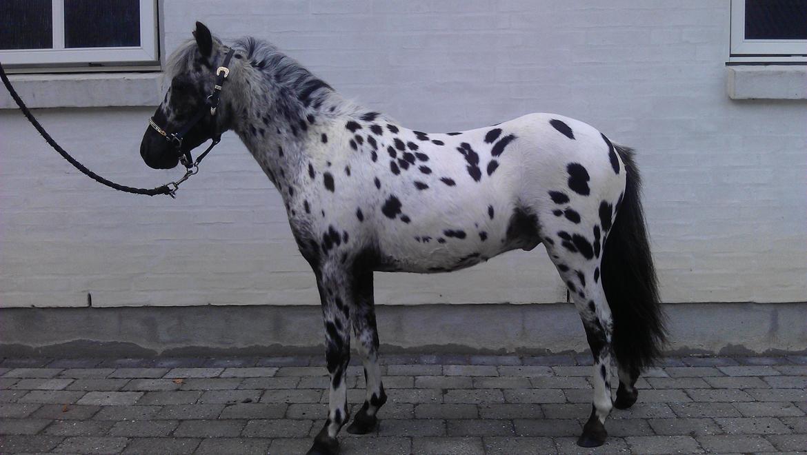 Knabstrupper Noran v.d.Woeste Hoeve billede 2