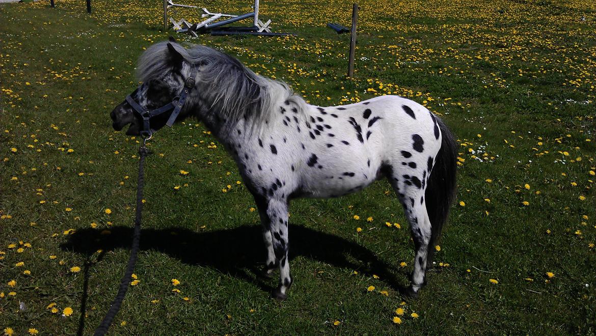 Knabstrupper Noran v.d.Woeste Hoeve billede 3