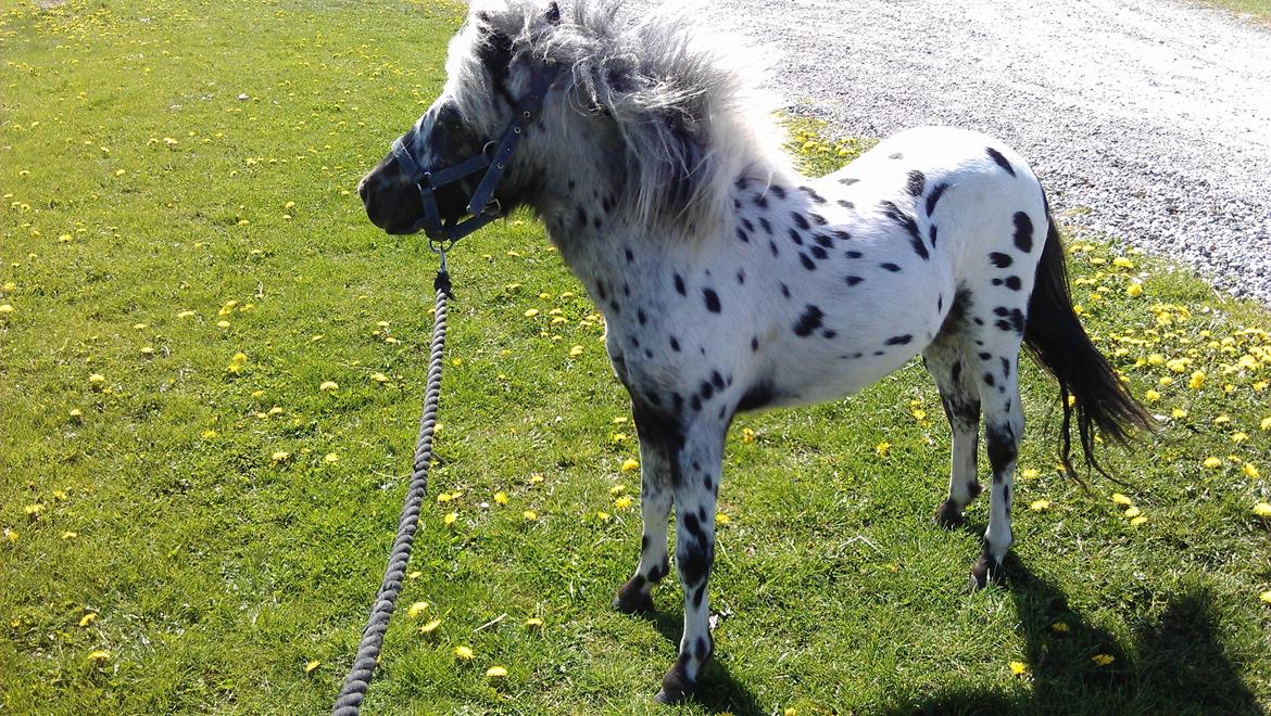 Knabstrupper Noran v.d.Woeste Hoeve billede 4