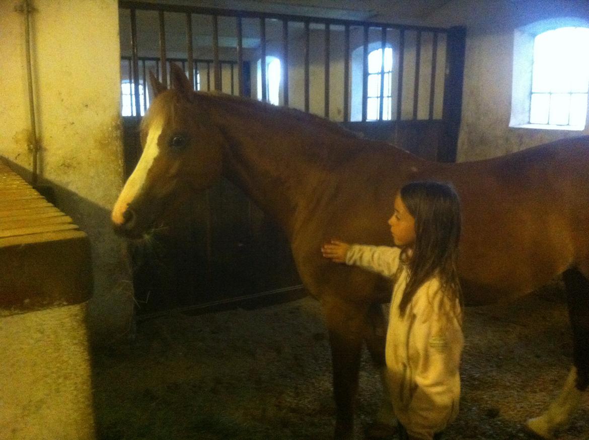 Welsh Pony af Cob-type (sec C) Tirana billede 1
