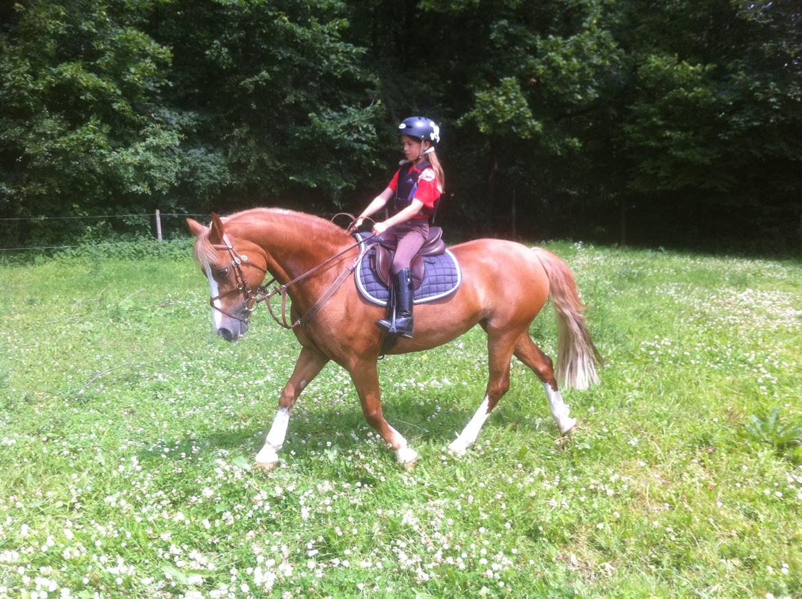 Welsh Pony af Cob-type (sec C) Tirana billede 3