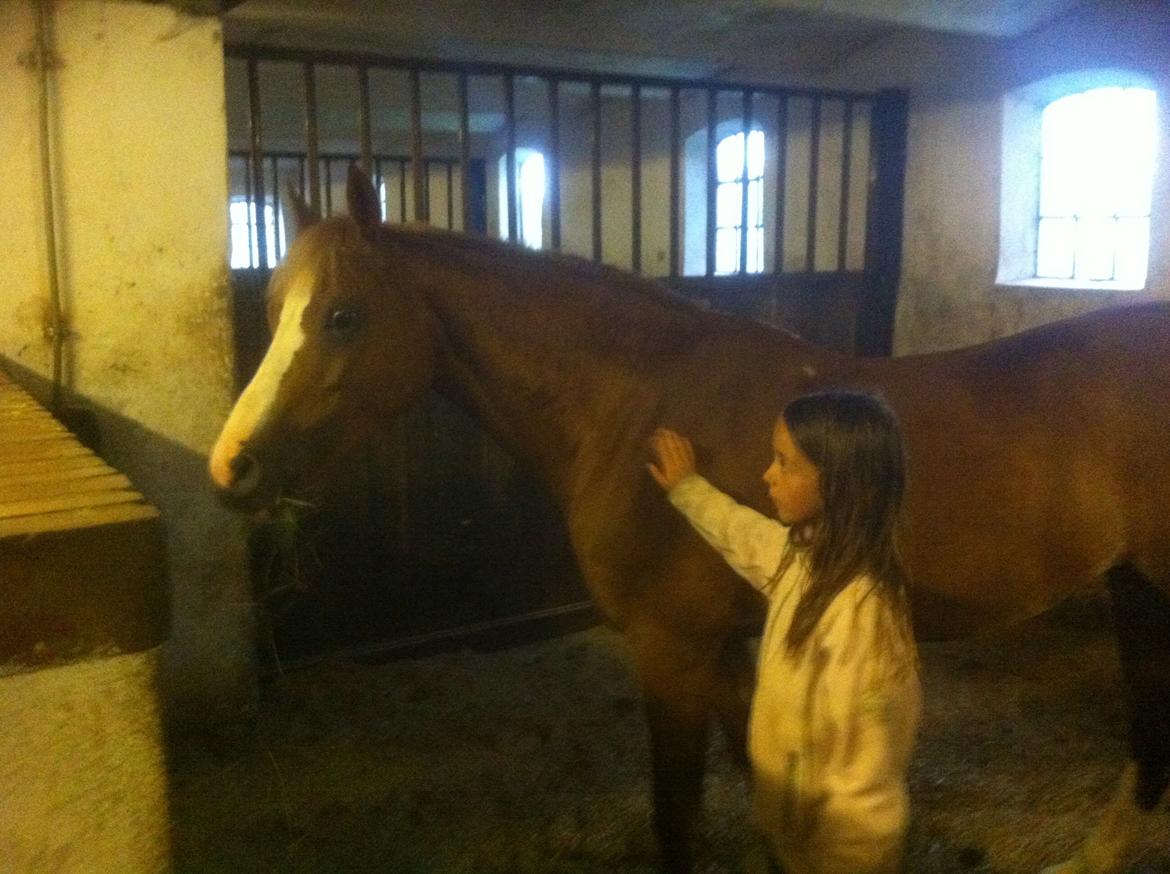 Welsh Pony af Cob-type (sec C) Tirana billede 4