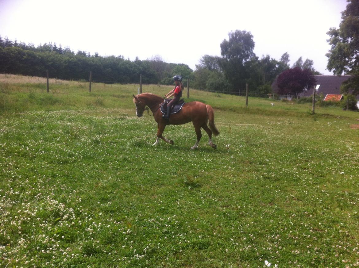 Welsh Pony af Cob-type (sec C) Tirana billede 5