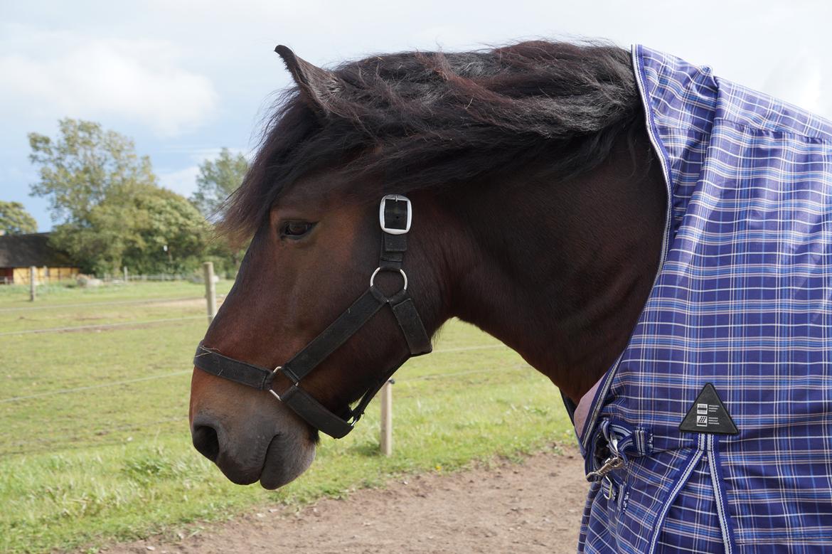 Belgier Bormosens Rollo billede 16