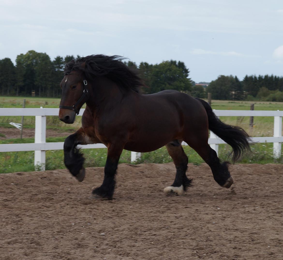 Belgier Bormosens Rollo billede 14
