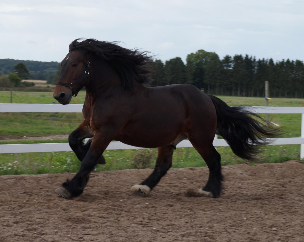 Belgier Bormosens Rollo billede 17