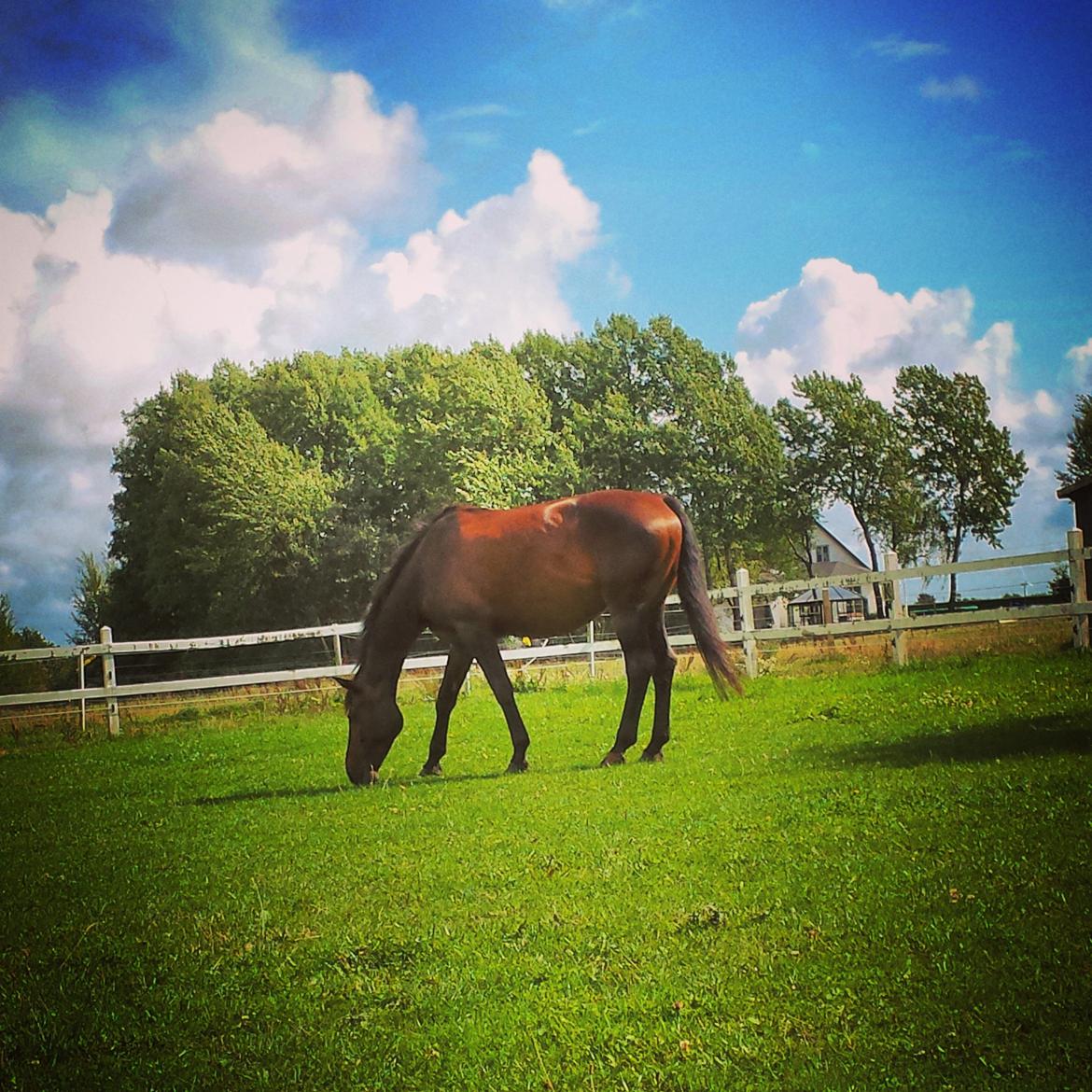 Anden særlig race Waneesha billede 10