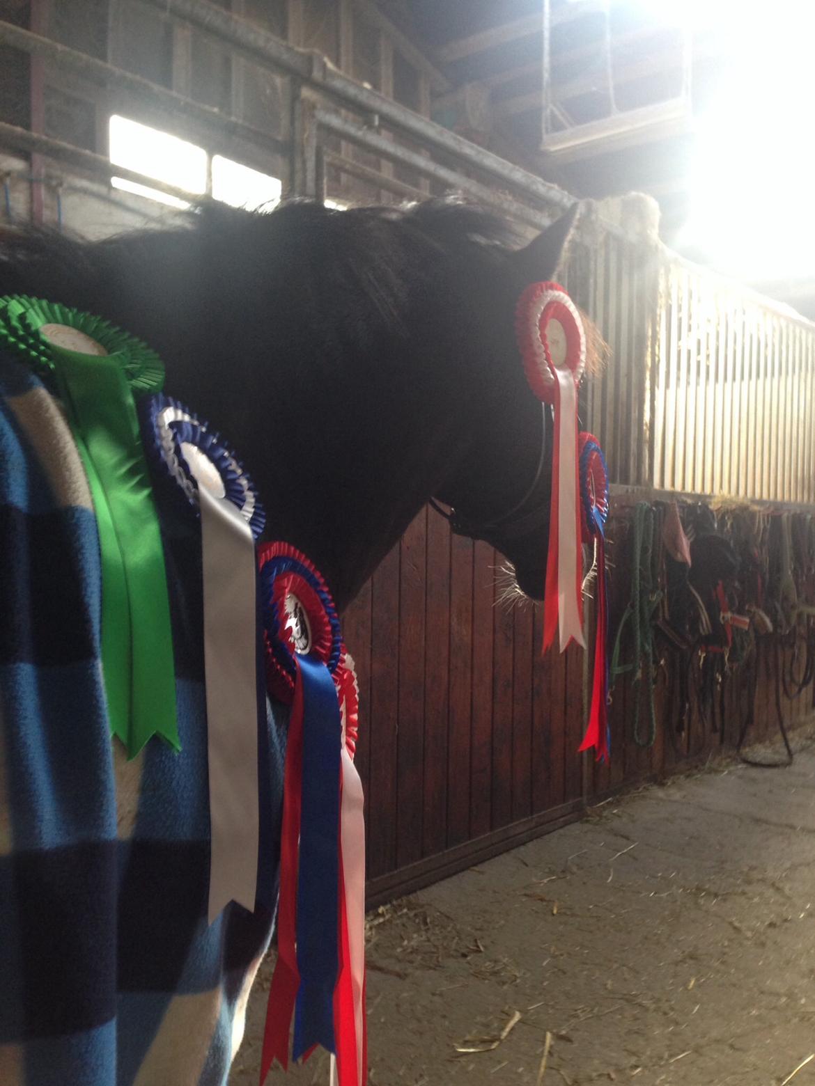 Anden særlig race Aslan billede 30