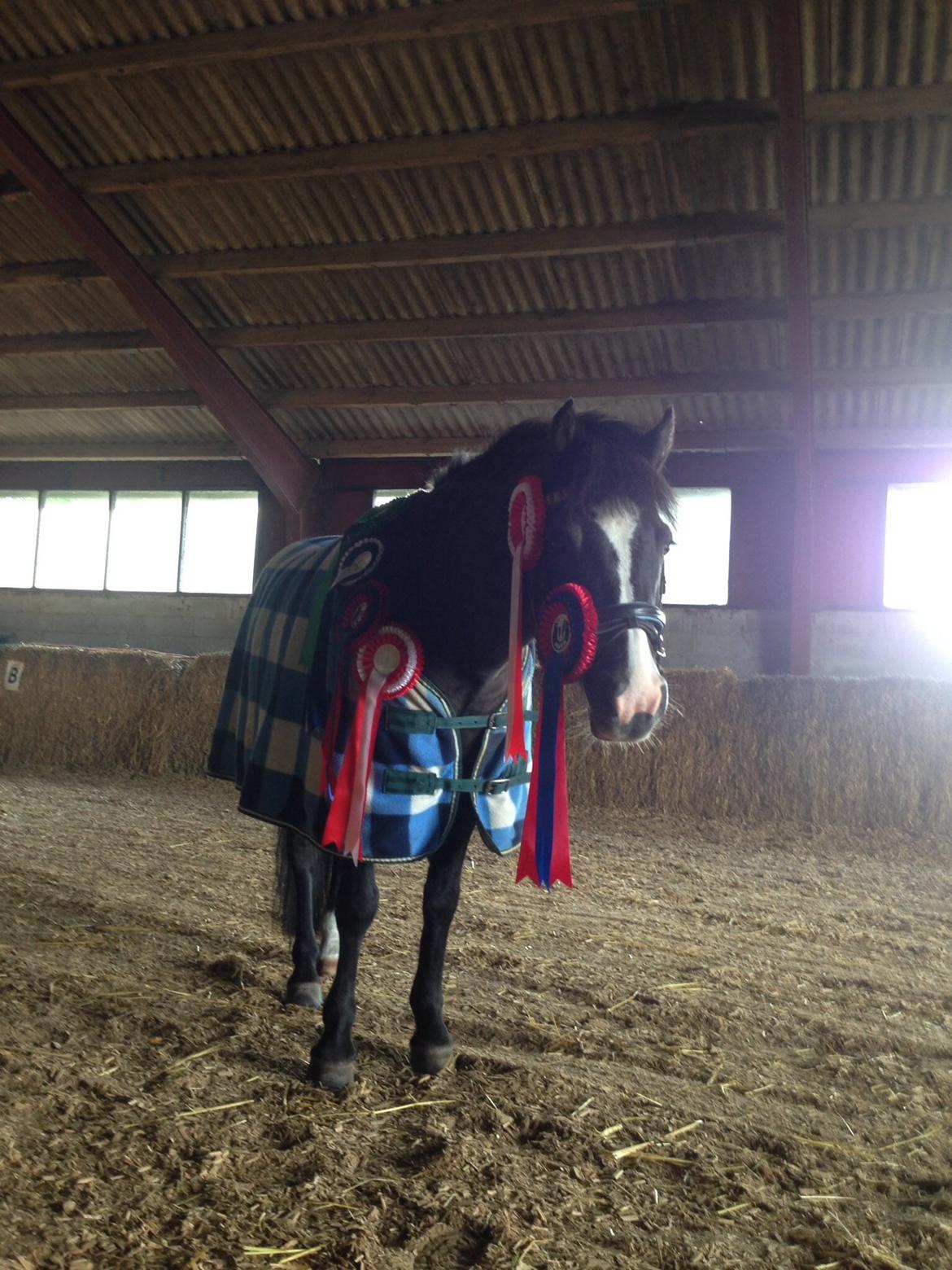 Anden særlig race Aslan billede 31