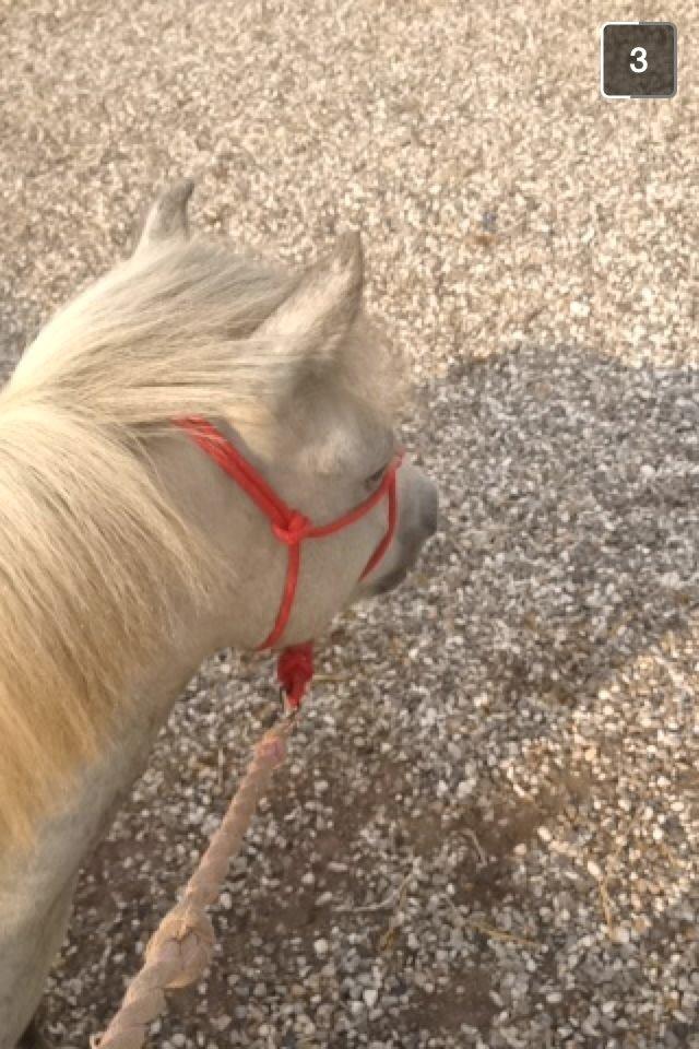 DSP Ivan (Silver)!<3 - på tur..:) billede 15