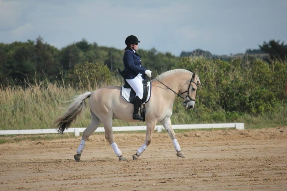 Fjordhest Højgaards Hjalte - første dressurstævne sammen - 23/8-14 billede 17