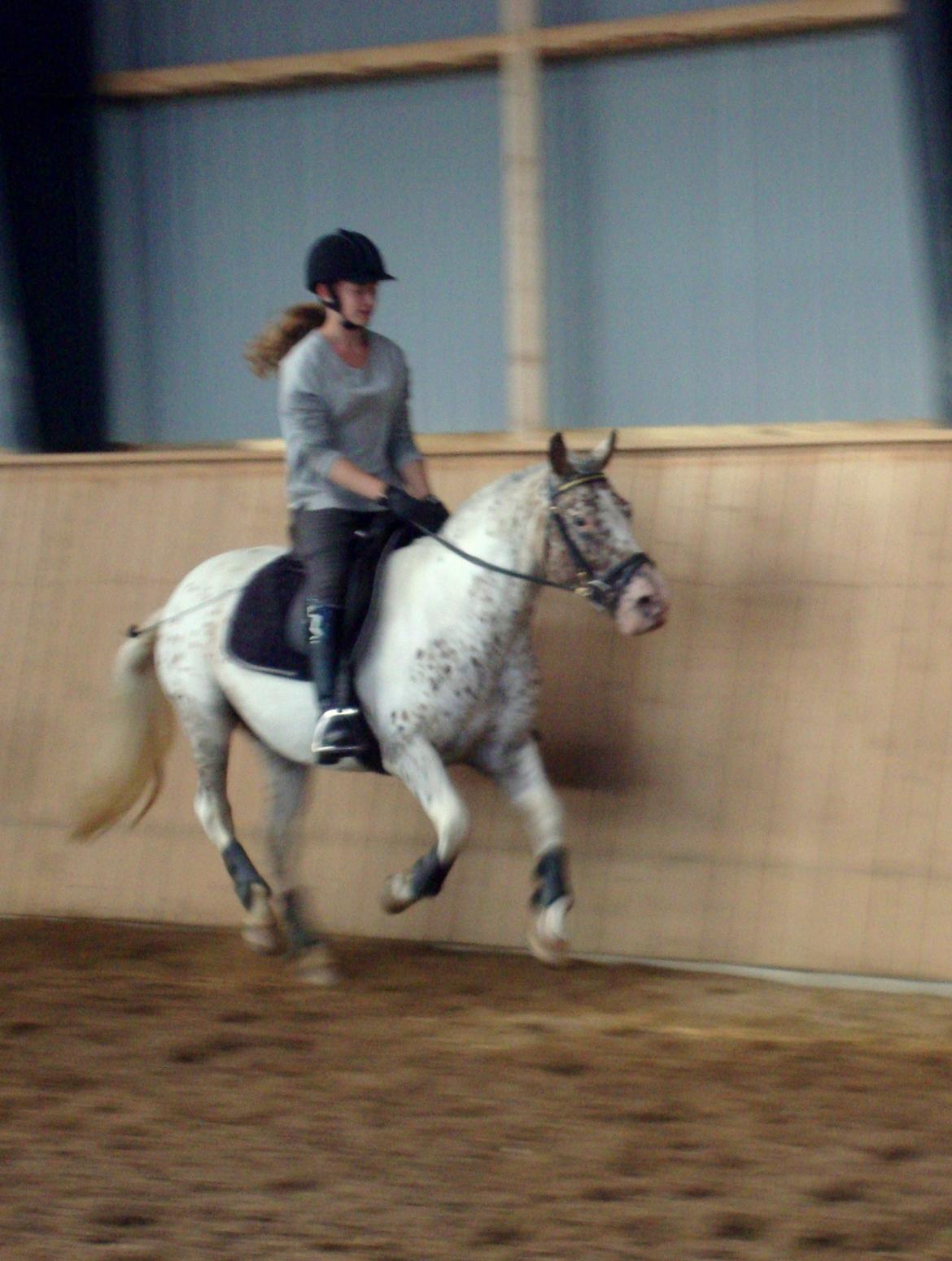 Knabstrupper Plettelise billede 9