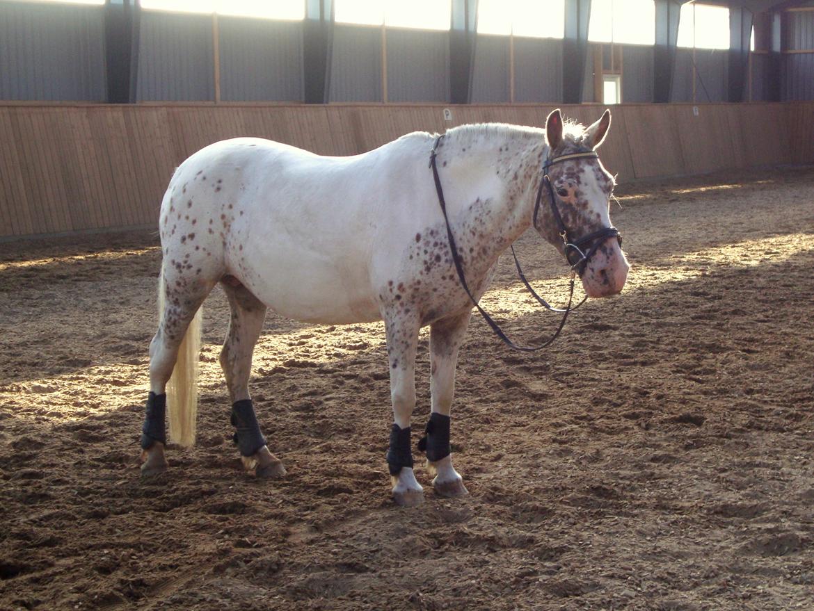 Knabstrupper Plettelise billede 15