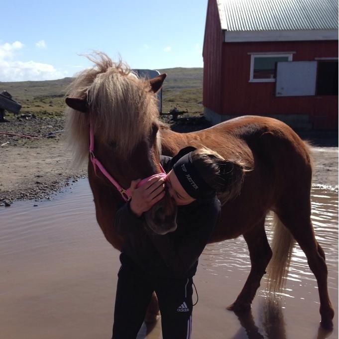 Islænder Sæla frá Havnardali billede 3