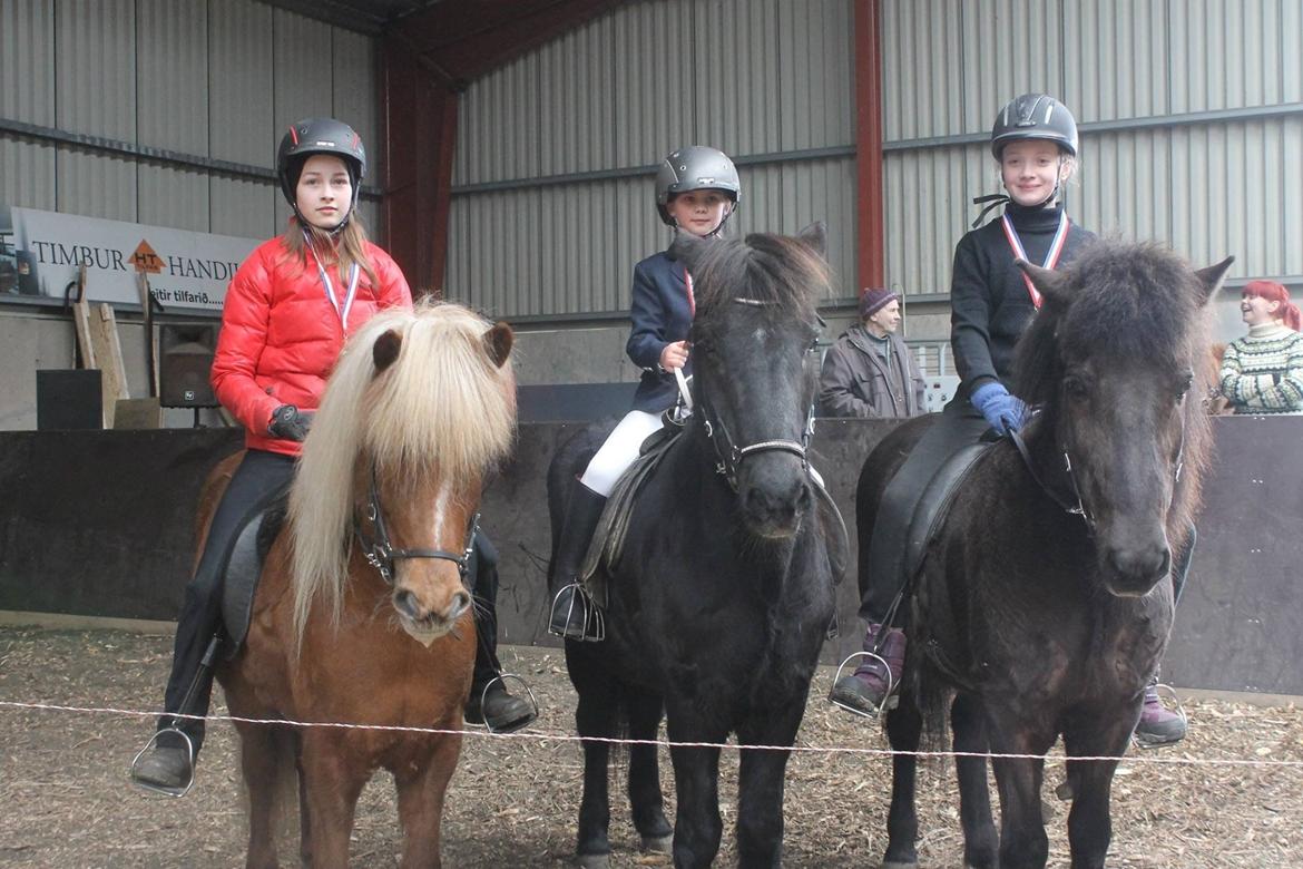 Islænder Sæla frá Havnardali billede 4