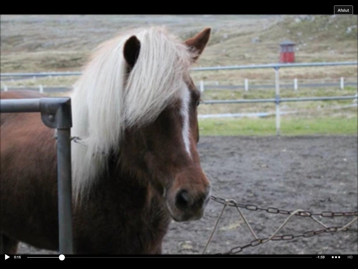 Islænder Sæla frá Havnardali billede 5