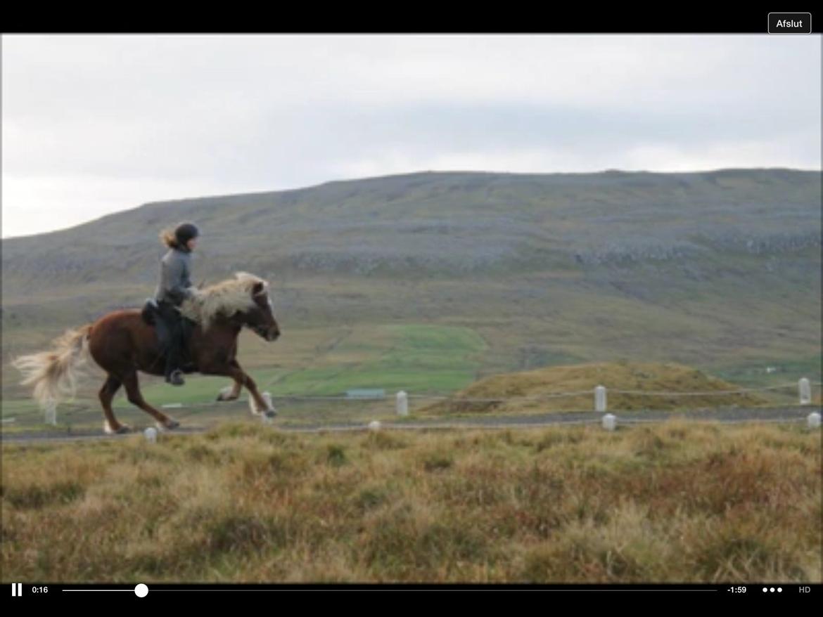 Islænder Sæla frá Havnardali billede 6