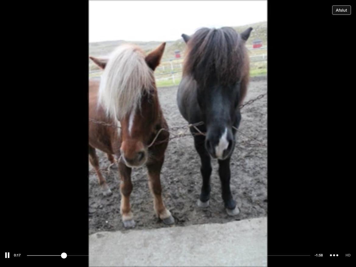 Islænder Sæla frá Havnardali billede 7