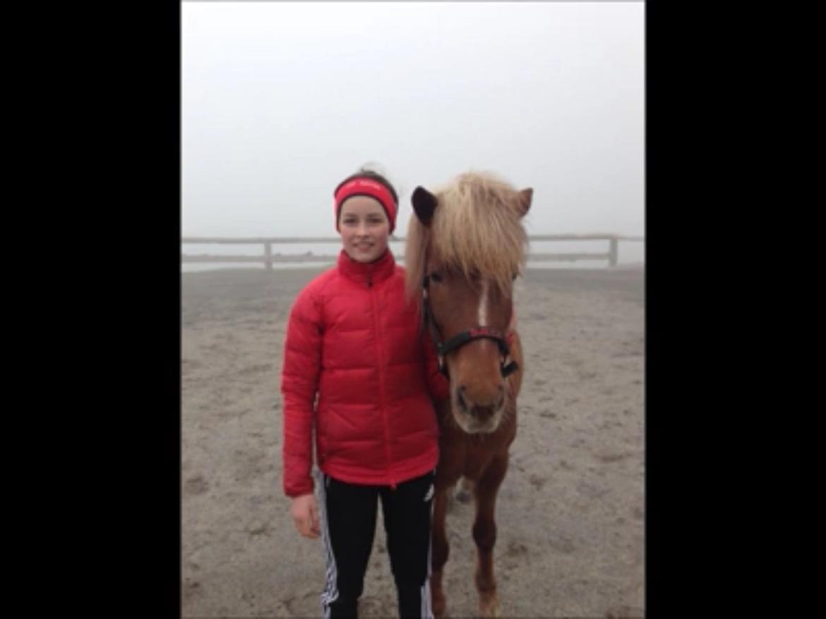 Islænder Sæla frá Havnardali billede 8