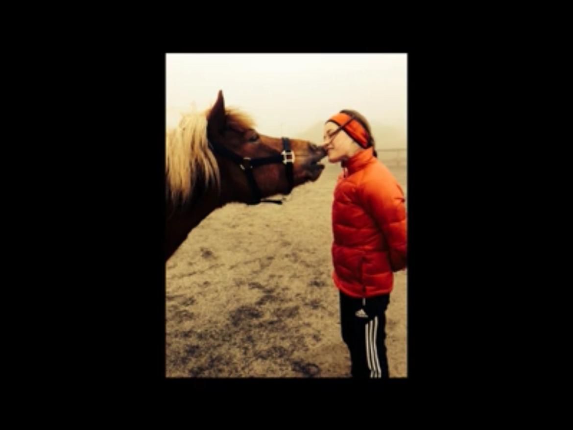 Islænder Sæla frá Havnardali billede 9