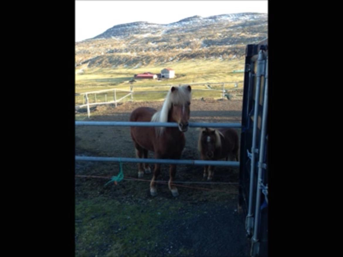 Islænder Sæla frá Havnardali billede 10