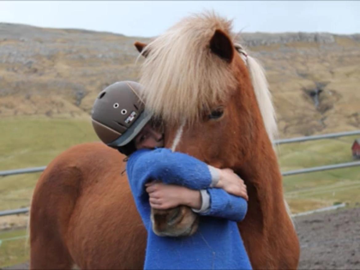 Islænder Sæla frá Havnardali billede 2