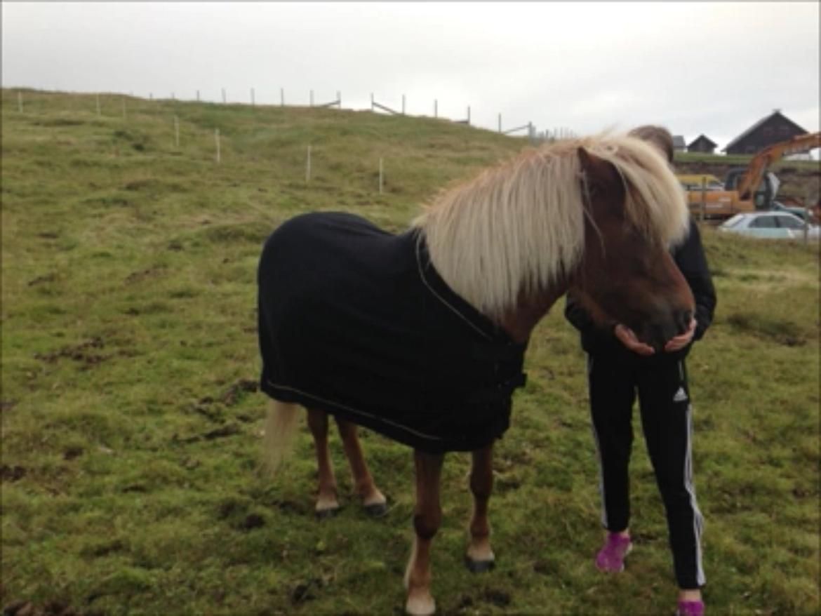 Islænder Sæla frá Havnardali billede 12