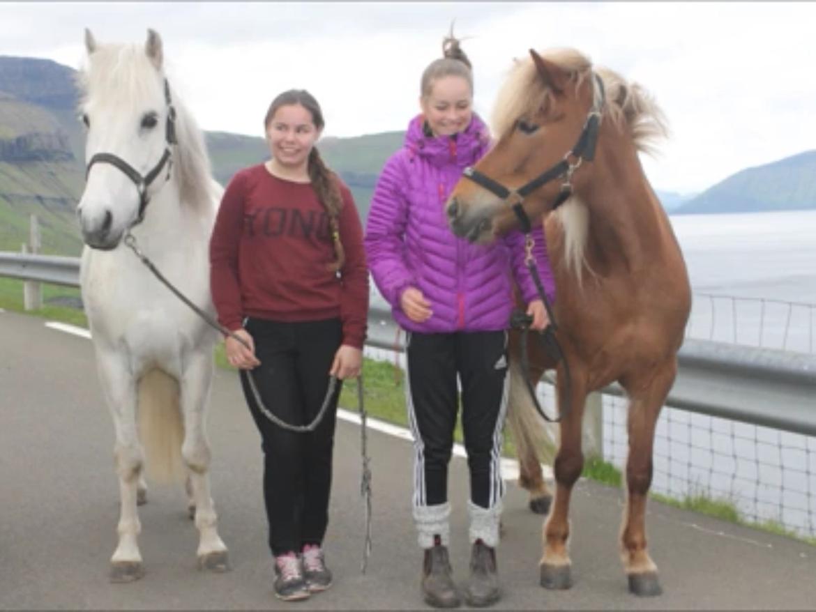 Islænder Sæla frá Havnardali billede 13