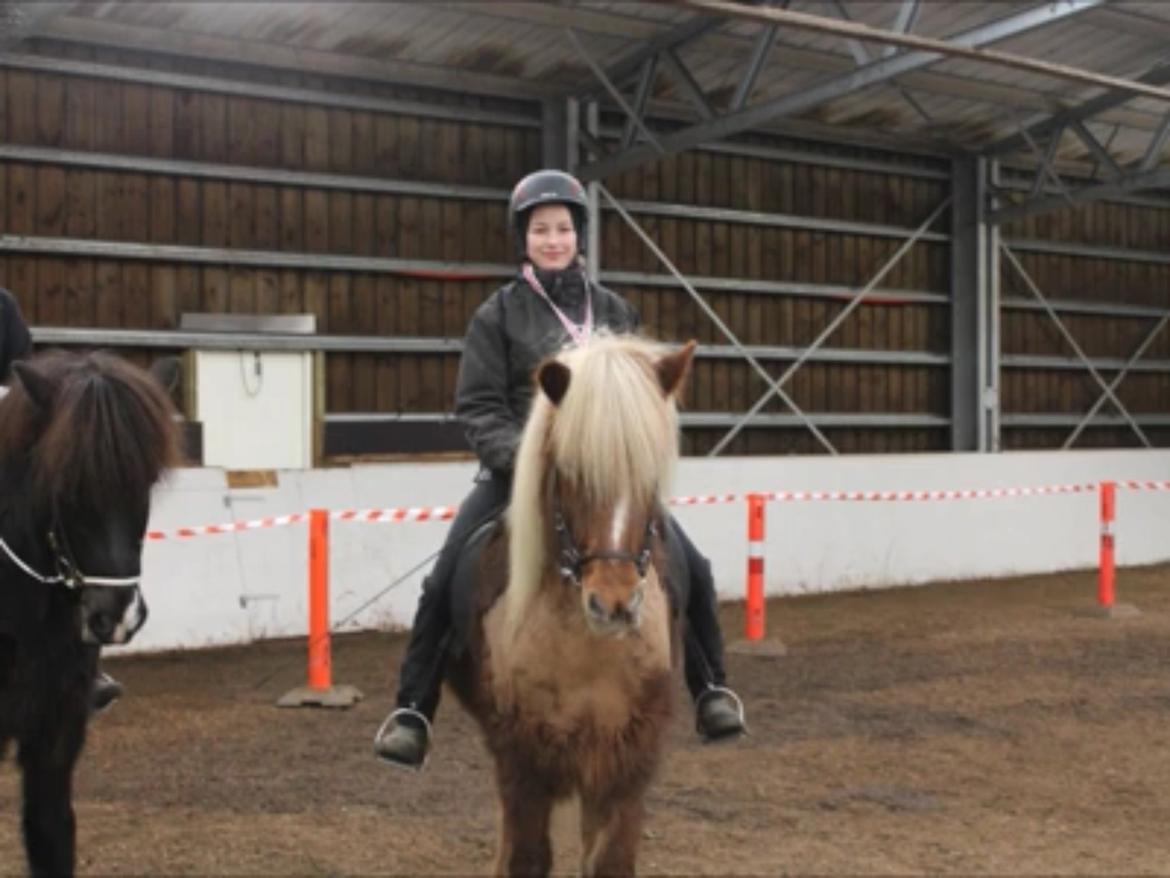 Islænder Sæla frá Havnardali billede 14