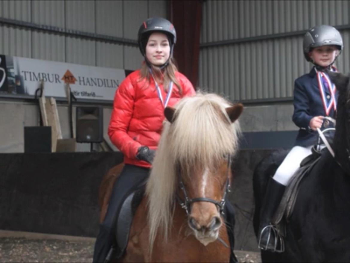 Islænder Sæla frá Havnardali billede 15