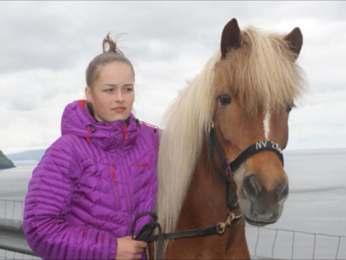 Islænder Sæla frá Havnardali billede 16