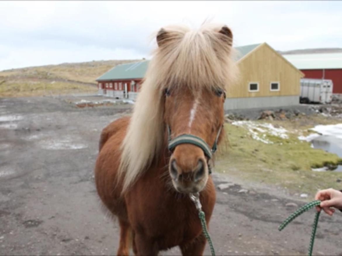 Islænder Sæla frá Havnardali billede 17
